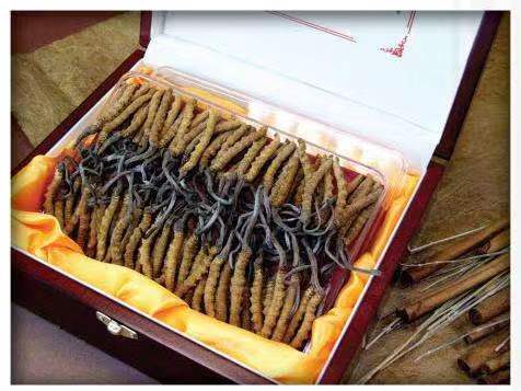 拖市镇冬虫夏草回收